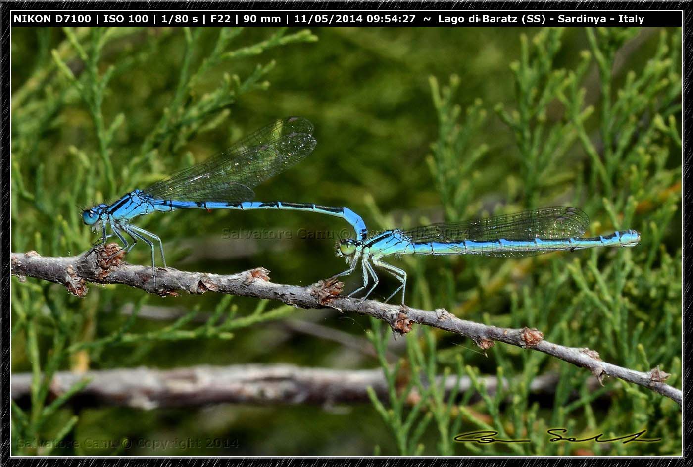 Coenagrion scitulum, accoppiamento da Baratz (SS)